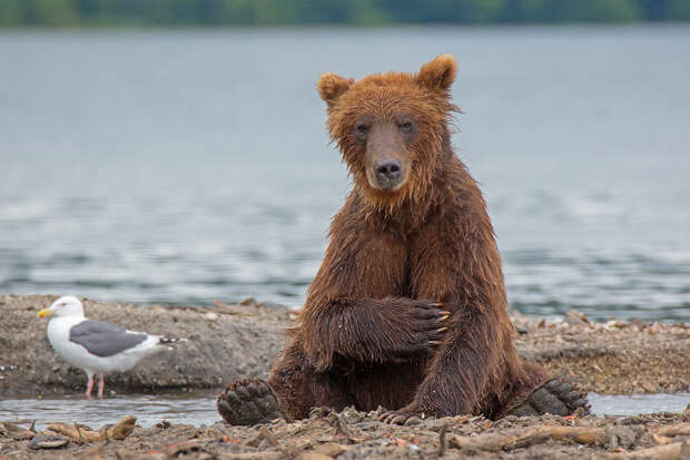 Толерантные медведи — гордость Камчатки