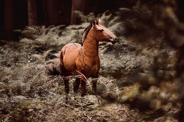 Фотограф сняла потрясающее животное — гибрид зебры и лошади