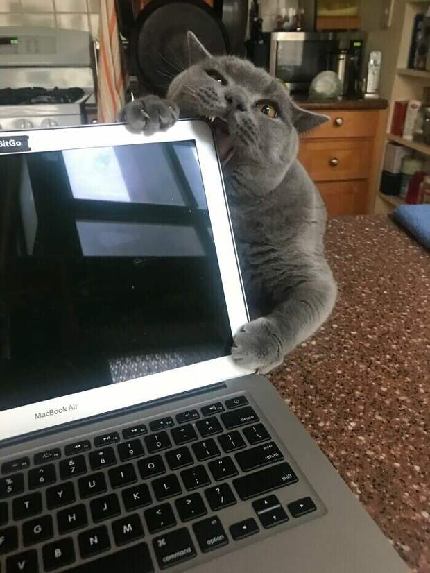 "Удаленка - то еще испытание, когда у тебя кот.."