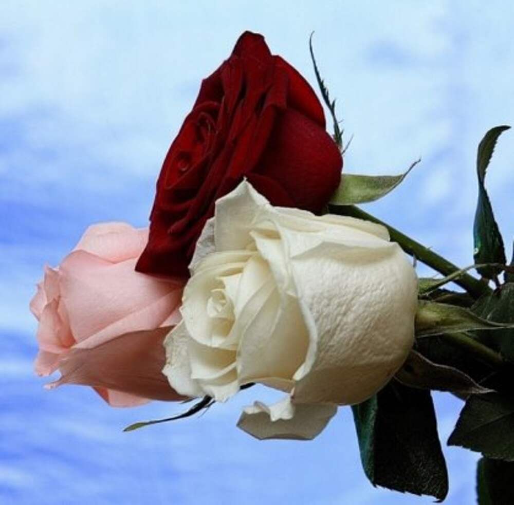 Розочки любимые. Розы для любимой. Дорогие цветы. Красивые розы для любимой. Розы для тебя.