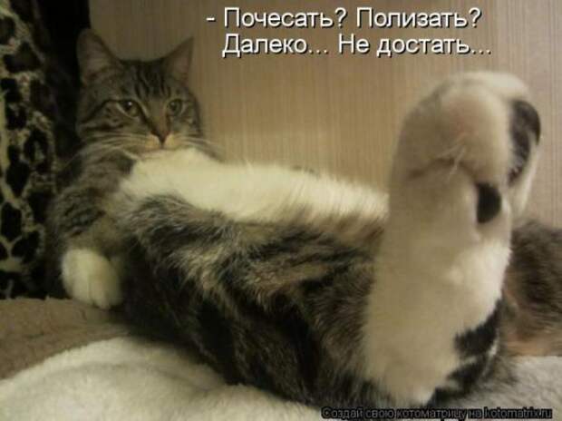 Котоматрицы (картинки с надписями)
