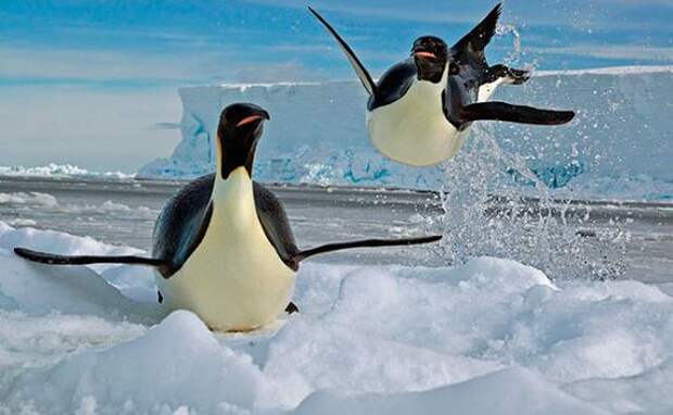Почему пингвин после купания не превращается в кусок льда