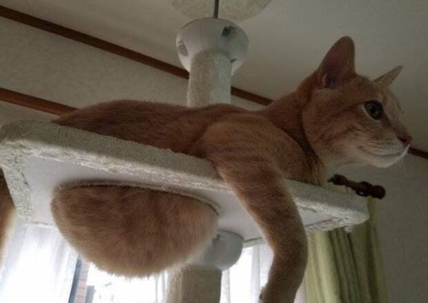 Прикольные котики коты, прикол, фото