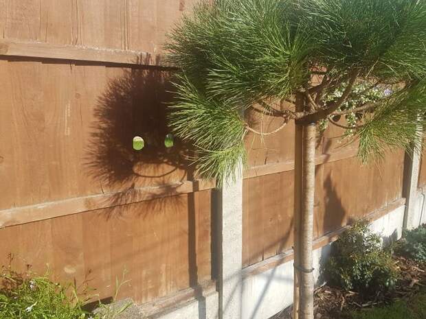 My Mum's New Tree Has A Happy Shadow