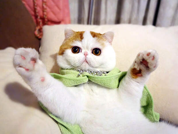 Кот Снупи - звезда интернета. Фото