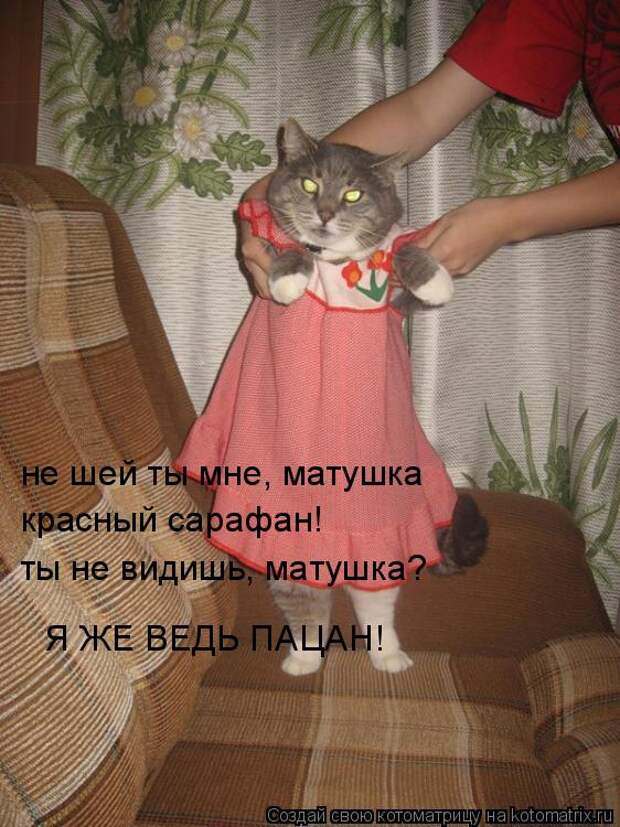 Котоматрица - не шей ты мне, матушка красный сарафан! ты не видишь, матушка? Я ЖЕ ВЕ