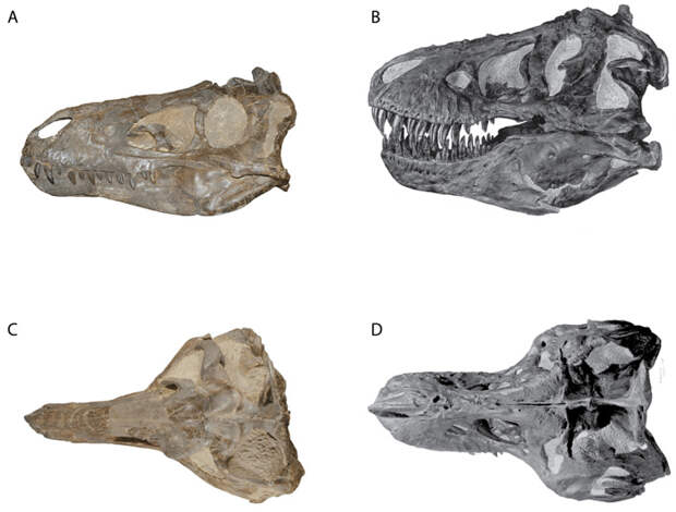 Сравнение черепов CMNH 7541 и AMNH 5027