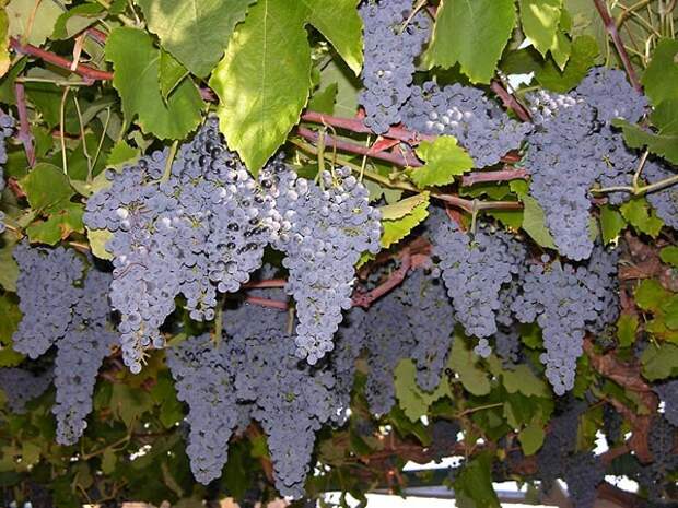О виноградном вине...