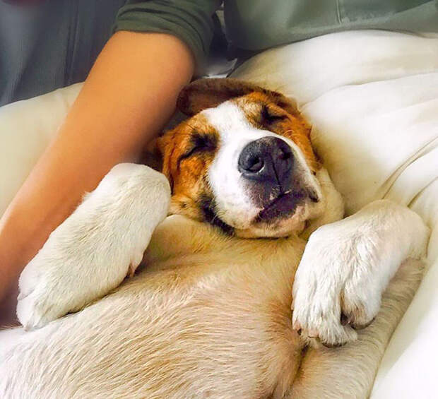 Синтия забрала Генри из приюта для животных в 2014 году. Instagram henrythecoloradodog.