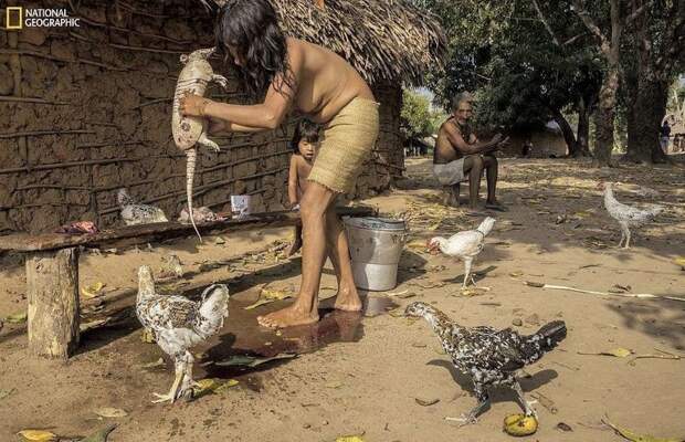 Женщина моет и разделывает броненосца в деревне Посто Ава Амазония, бразилия, жизнь, племя, уязвимость, фото, фотомир