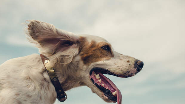 Ветеринар рассказал, чем может заразиться домашний питомец на даче