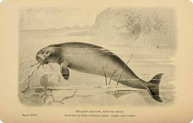 Стеллерова корова (лат.Hydrodamalis gigas) — морская корова или капустница