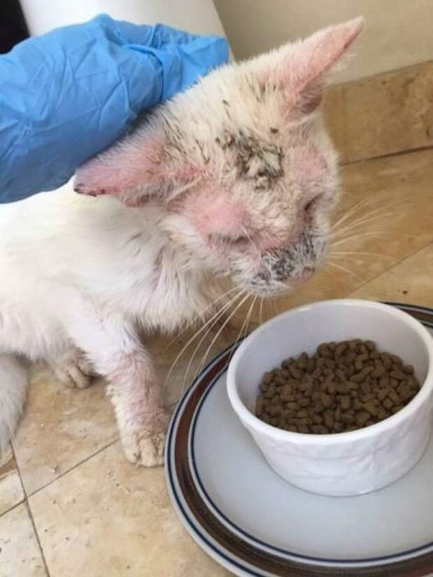 бездомный котик