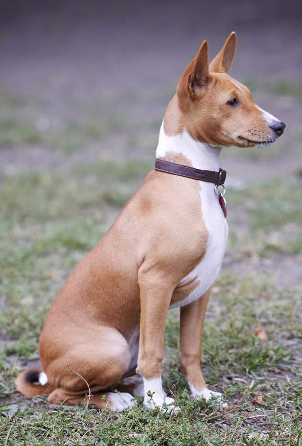 Басенджи - африканская нелающая собака. Фото