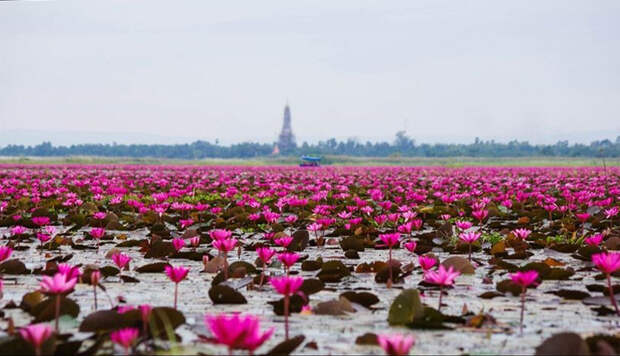 Уникальное озеро в Таиланде, усыпанное красными лотосами 
