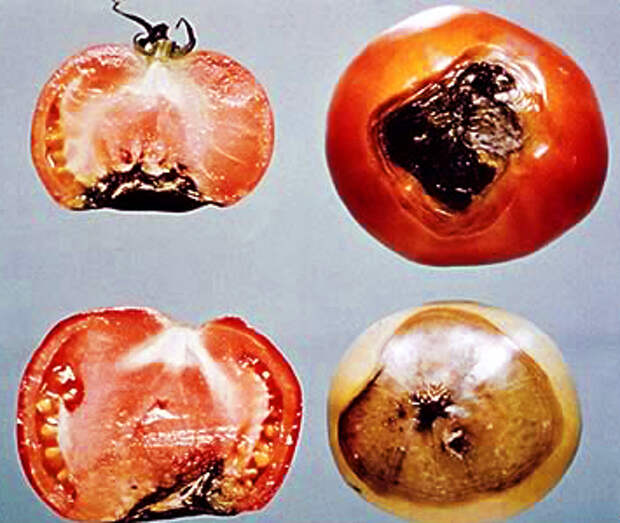 Признаки плодов томата. Черная гниль томатов. Вершинная гниль плодов томата. Фитофтороз томатов в разрезе. Внутреннее побурение плодов томата.