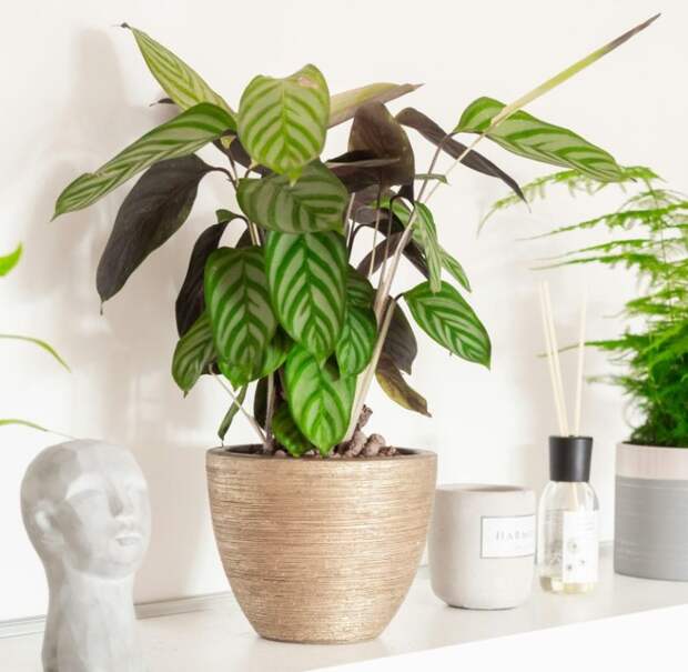 Самые модные комнатные растения