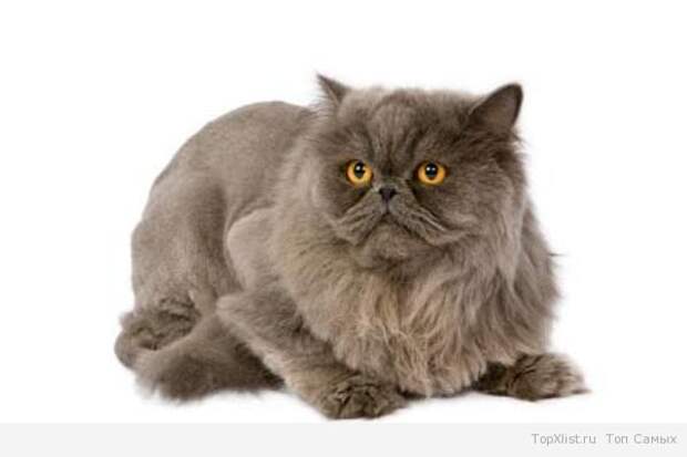 persidskaya koshka