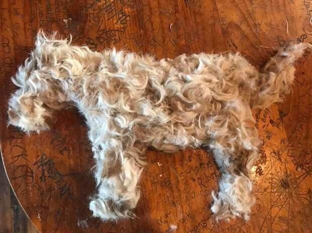 Это не сама собака, а просто её подстригли
