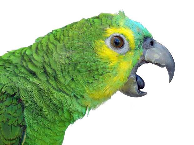 Картинки по запросу попугай с открытым ртом