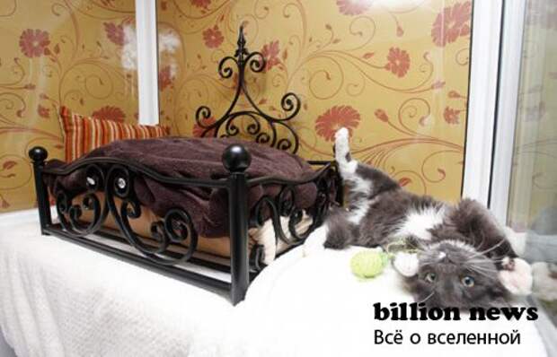 Роскошный отель для кошек (15 фото)