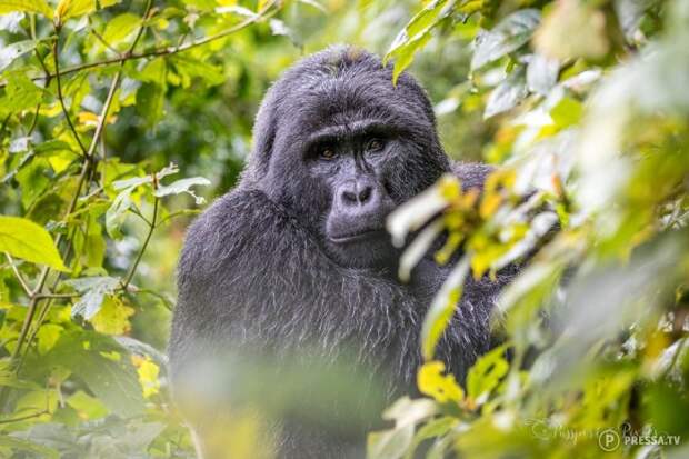 Путешествие по джунглям Уганды туда, где живут гориллы