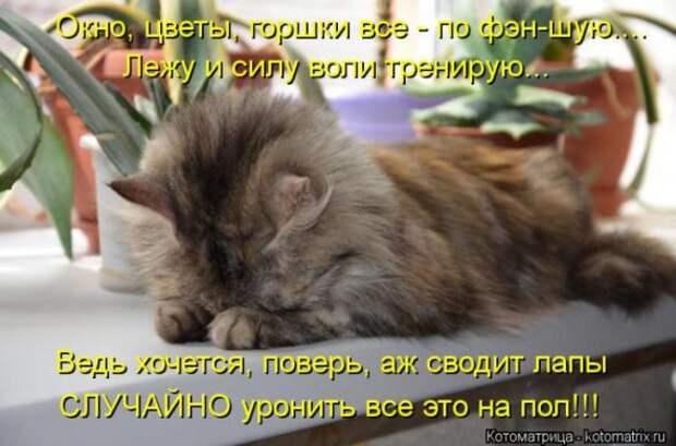 Котоматрицы(картинки с надписями)