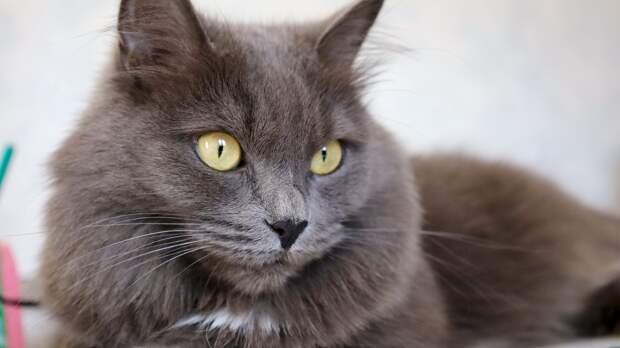 Почему кот смотрит на вас пустым взглядом? Как на самом деле устроена память кошек