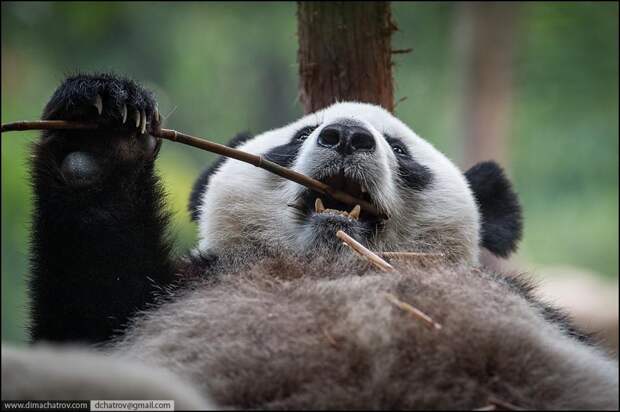 panda10