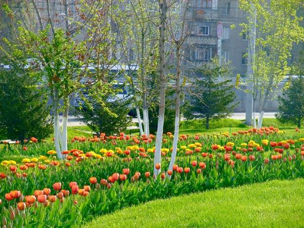 Тюльпановый рай на улицах Алма-Аты алматы, ссср, тюльпаны, цветы