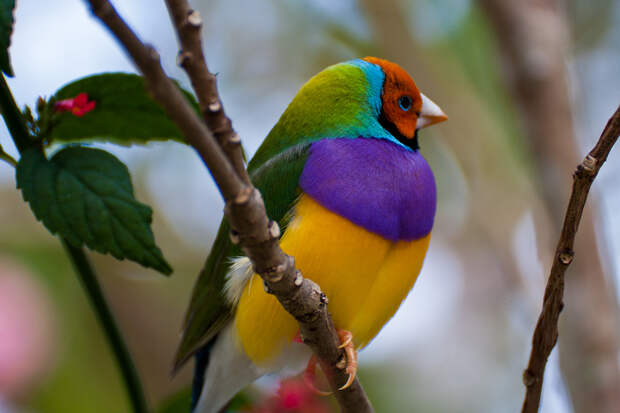 6583662125 9d324dc62a b Гульдова амадина   одна из самых ярких и красивых птиц