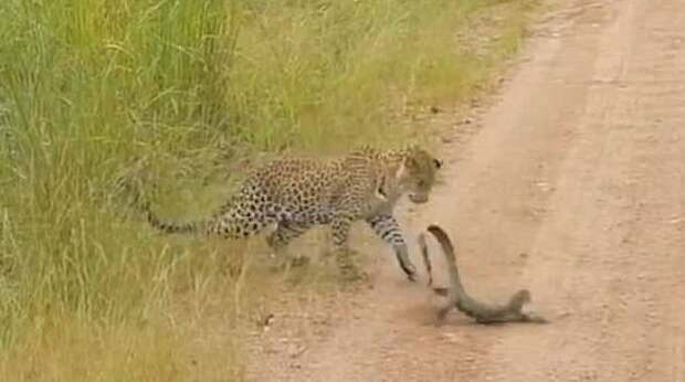 Битва в саванне: молодой леопард против варана Замбия, африка, битва животных, животные, леопард, сафари парк, уникальное видео, ящерица
