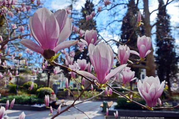 Весна в Крыму: цветущие растения Цветение, весна, крым, природа, растения, фото, цветок, цветы