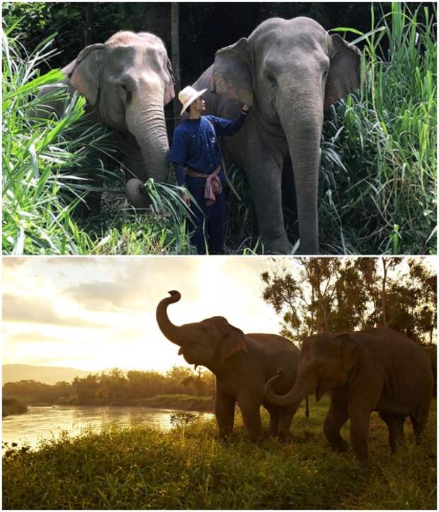 На территории курортного комплекса свободно гуляет около 60 слонов, за которым присматривает целый штат сотрудников заповедника («Anantara Golden Triangle Elephant Camp & Resort», Таиланд). | Фото: styleinsider.com.ua/ boredpanda.com.