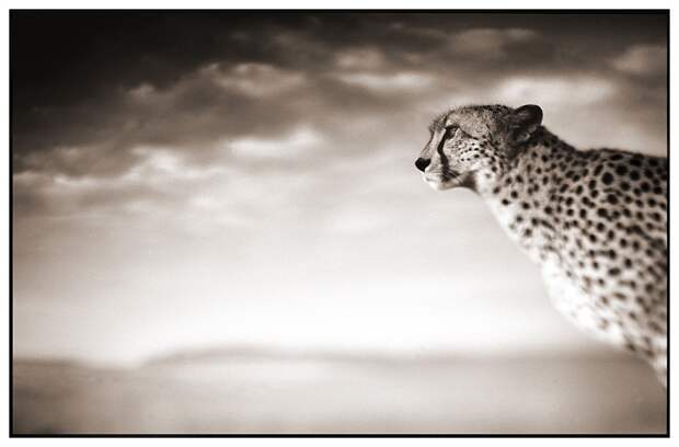 фотографии африки. Nick Brandt