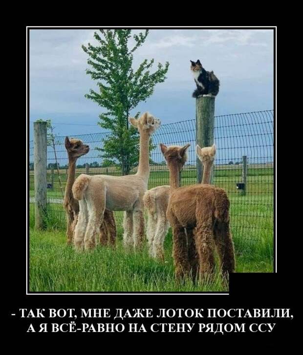 Демотиваторы (30 фото)