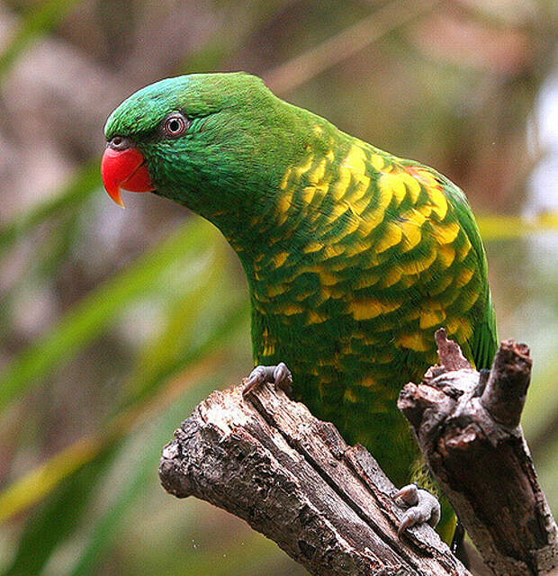 Опасная Австралия. 10 самых коварных попугаев Сиднея животные, факты