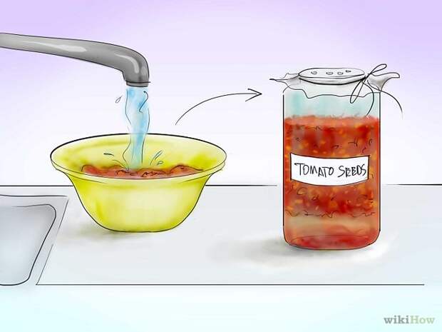 Plant Tomatoes from Seed Step 8 Version 2.jpg