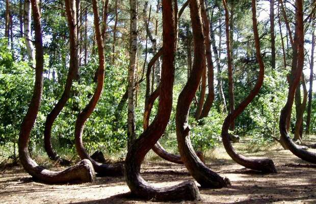 Тайна Кривого леса: что заставило обычные сосны «танцевать»