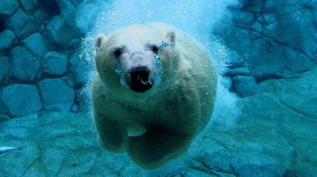 Белый медведь под водой, Интересные факты о Белых Медведях
