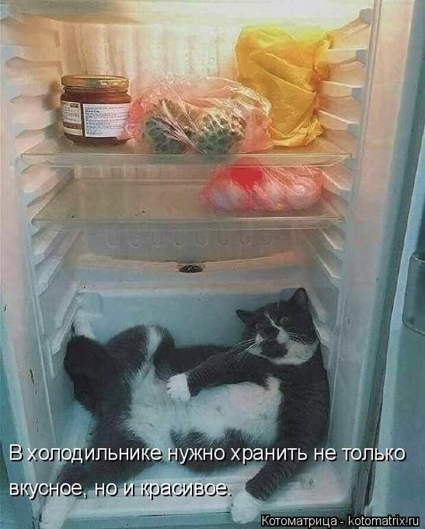 Свежая котоматрица для настроения (17 фото)