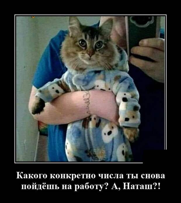 Демотиватор про кота и работу