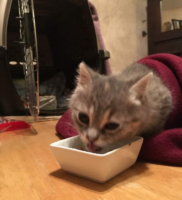 Без кота и жизнь не та