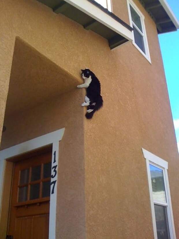 20 котов, которые искали приключений и… нашли
