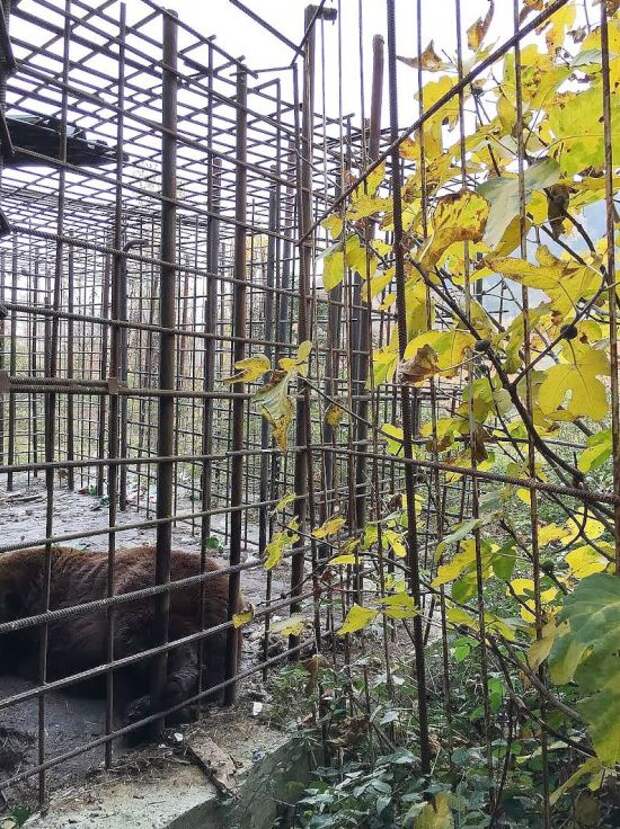 Ужасные условия жизни сочинских медведей, привлекающих посетителей в ресторан (5 фото)