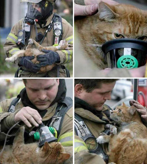 firefighters-rescuing-animals-saving-pets-15-5729c45033762__605