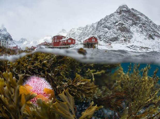 10 лучших снимков с конкурса фотографии дикой природы National Geographic