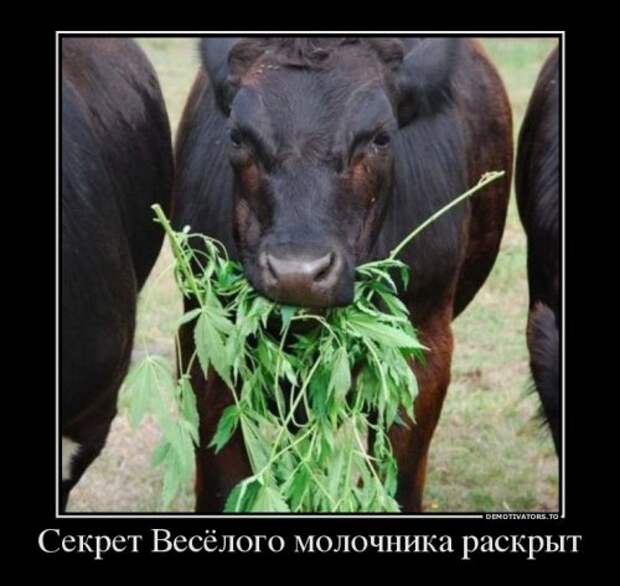 Сборник свежих демотиваторов (15 шт)