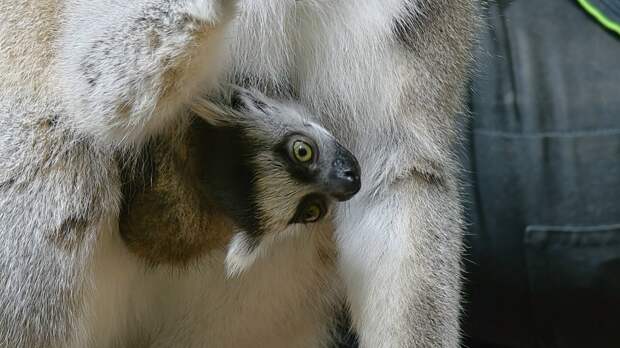 В Тульском экзотариуме родились детёныши кошачьих лемуров