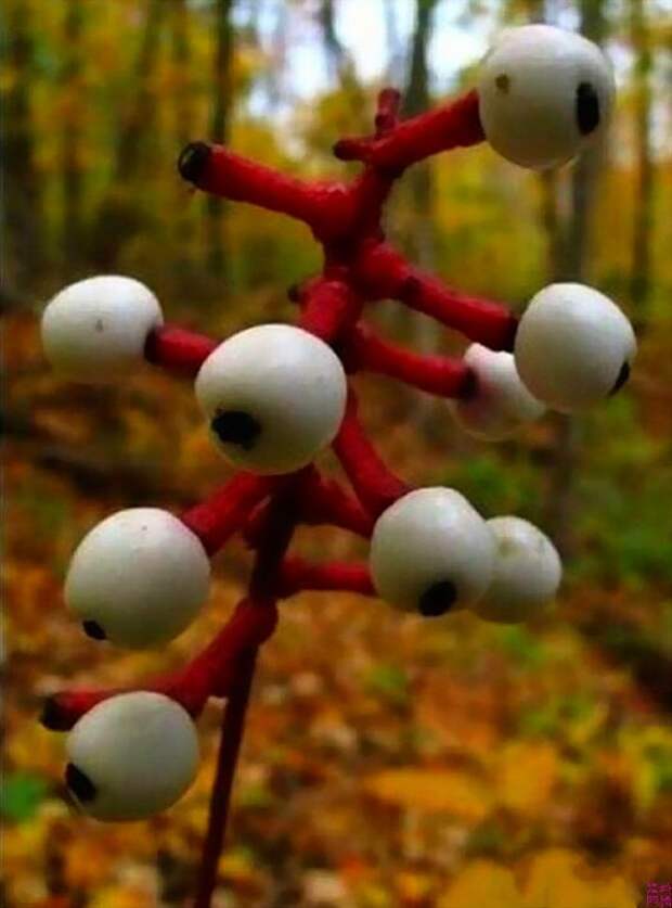 creepyplants06 Самые жуткие растения